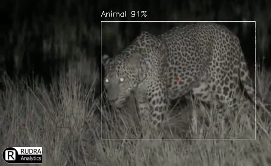 Wildlife detection in forest